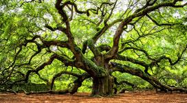 Angel Oak