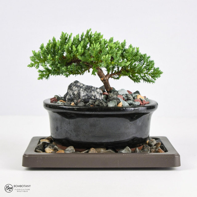 Juniper Bonsai Tree LIVE 3-4 Years Old...