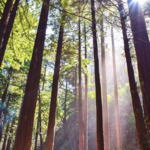 Limekiln State Park