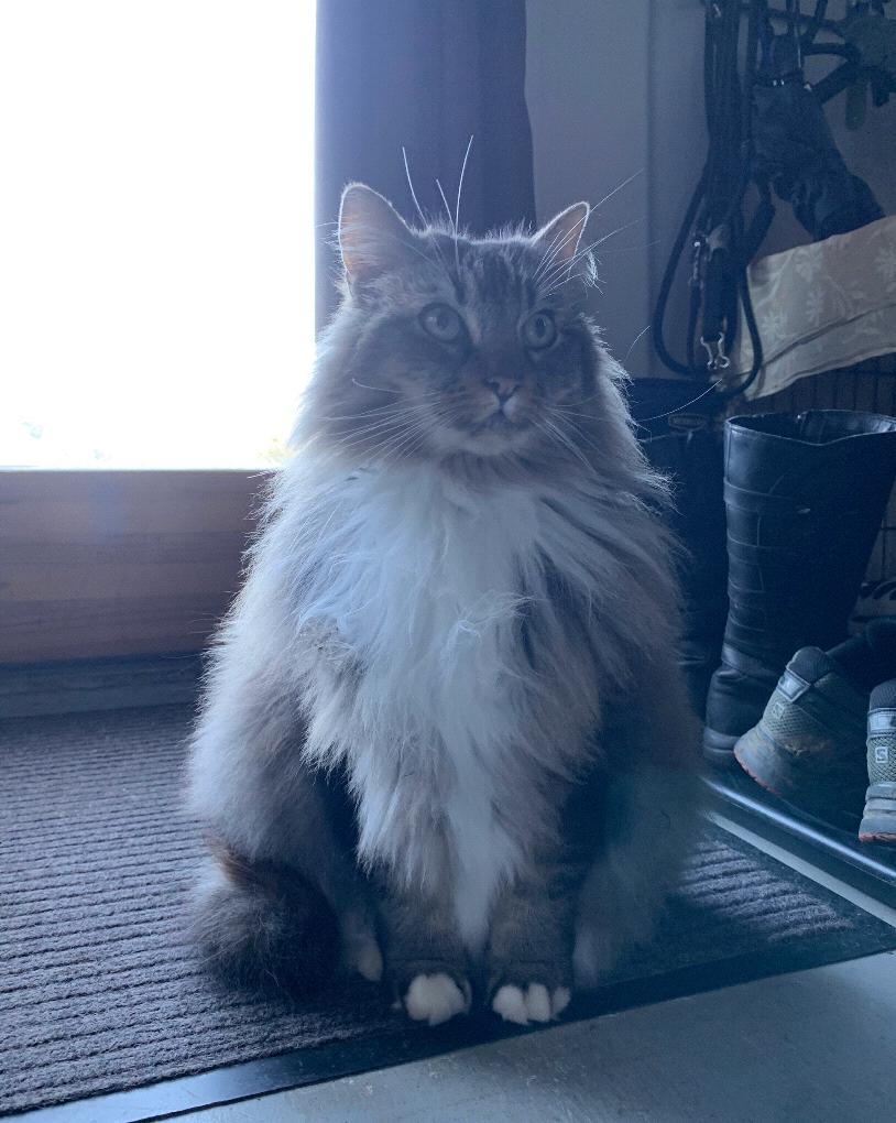 Queen Gandy