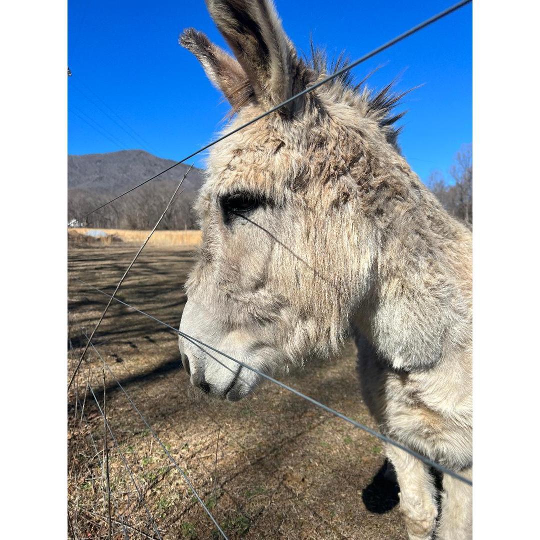 See Curtis our favorite donkey on the way up to Sharptop on Peaks Road