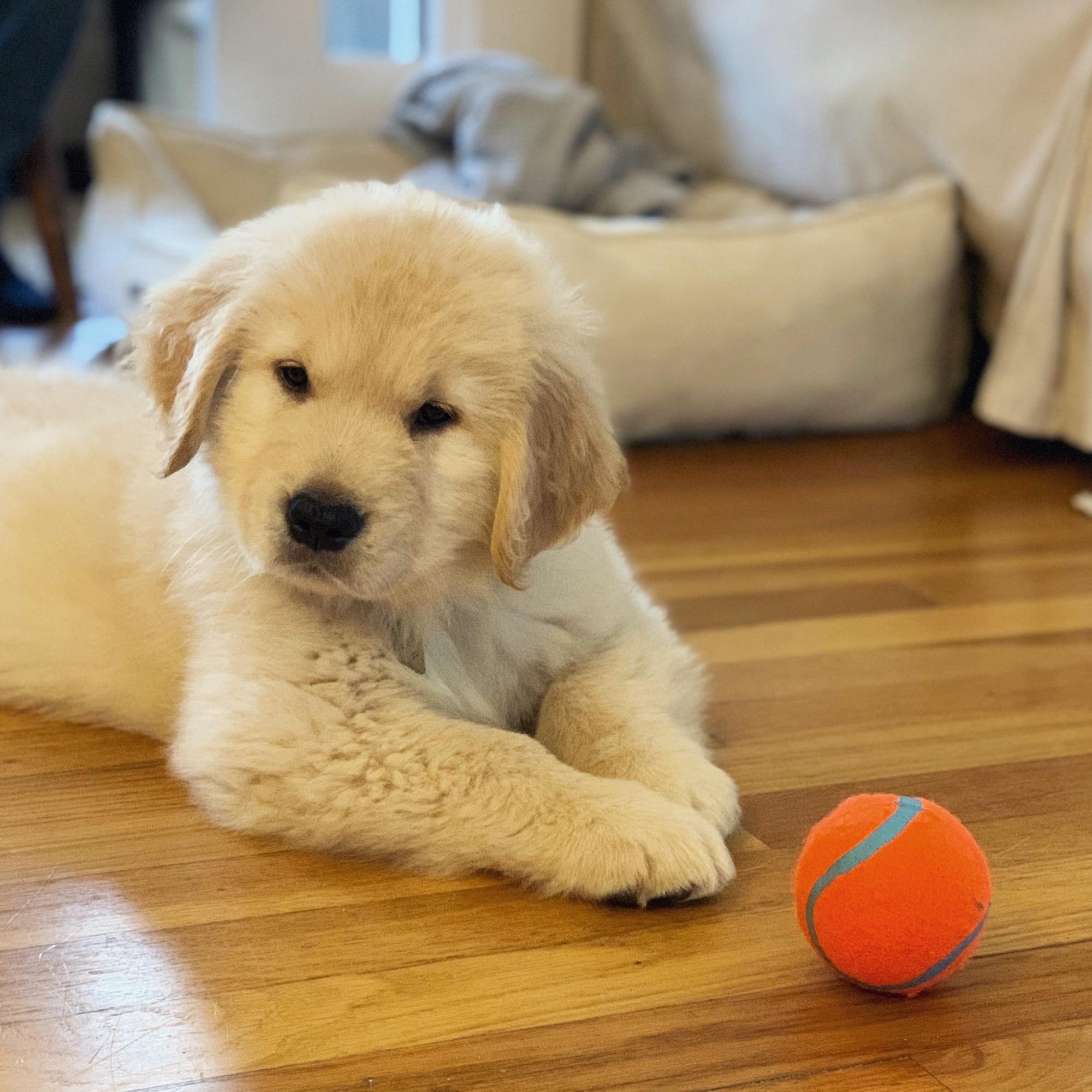 2nd fur baby FINNLEY
