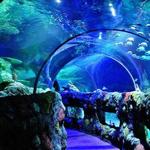 SEA LIFE Centre Charlotte