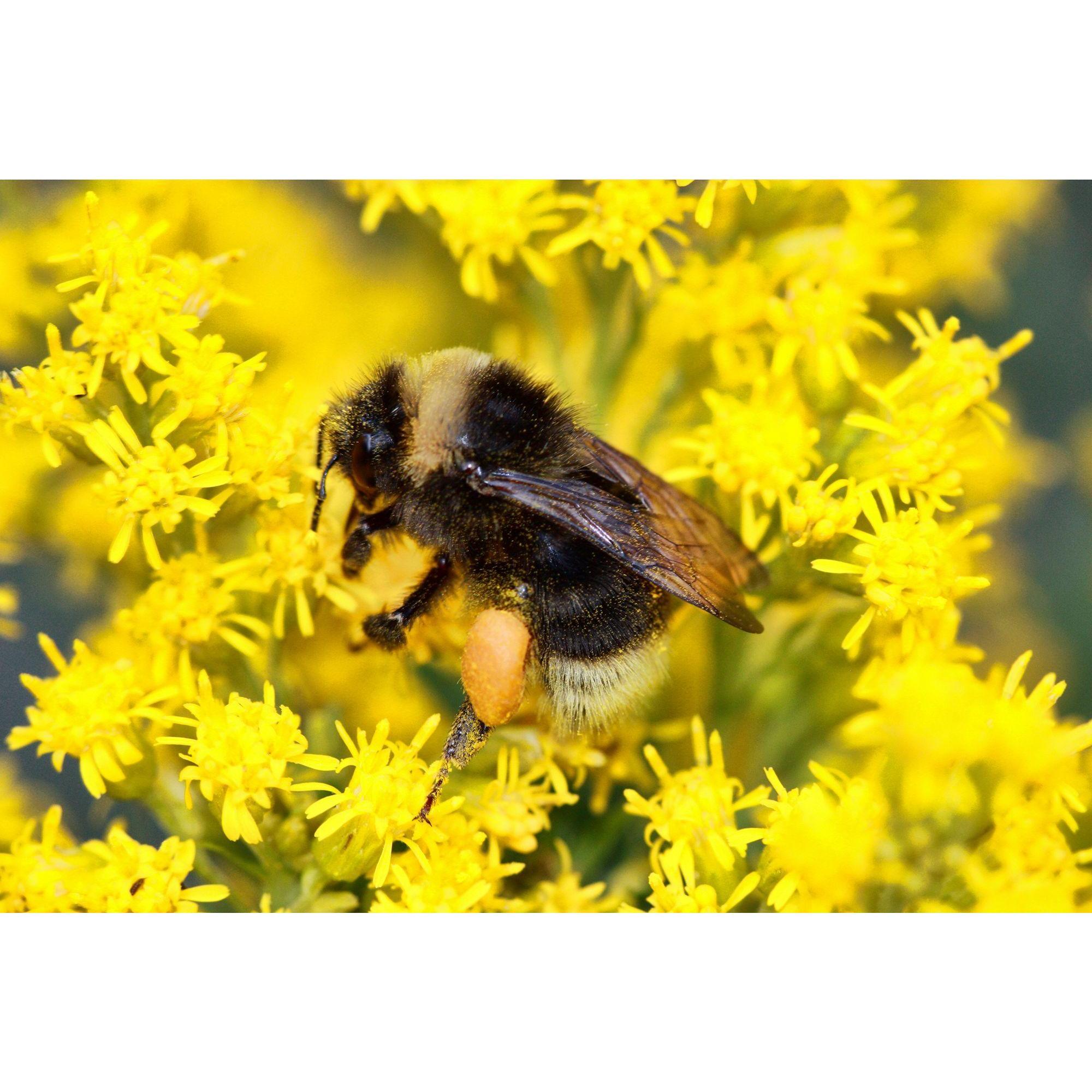 Bumblebees Training