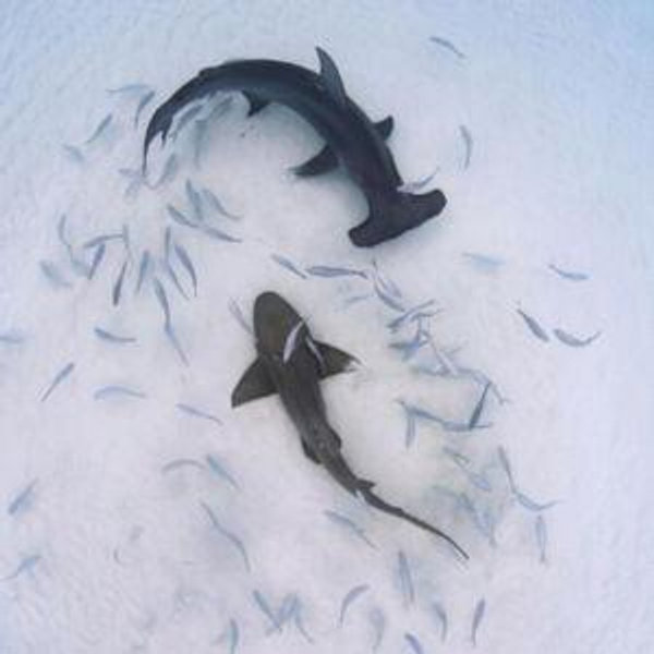 Saving the Blue Honeymoon