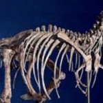 Carnegie Museum of Natural History