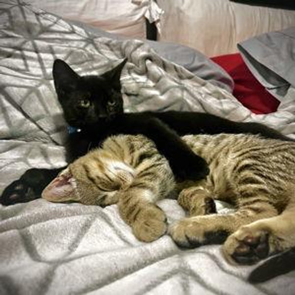 Our New Furballs (Credit Card)