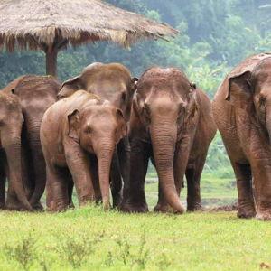 Ethical Elephant Sanctuary Visit in Chiang Mai