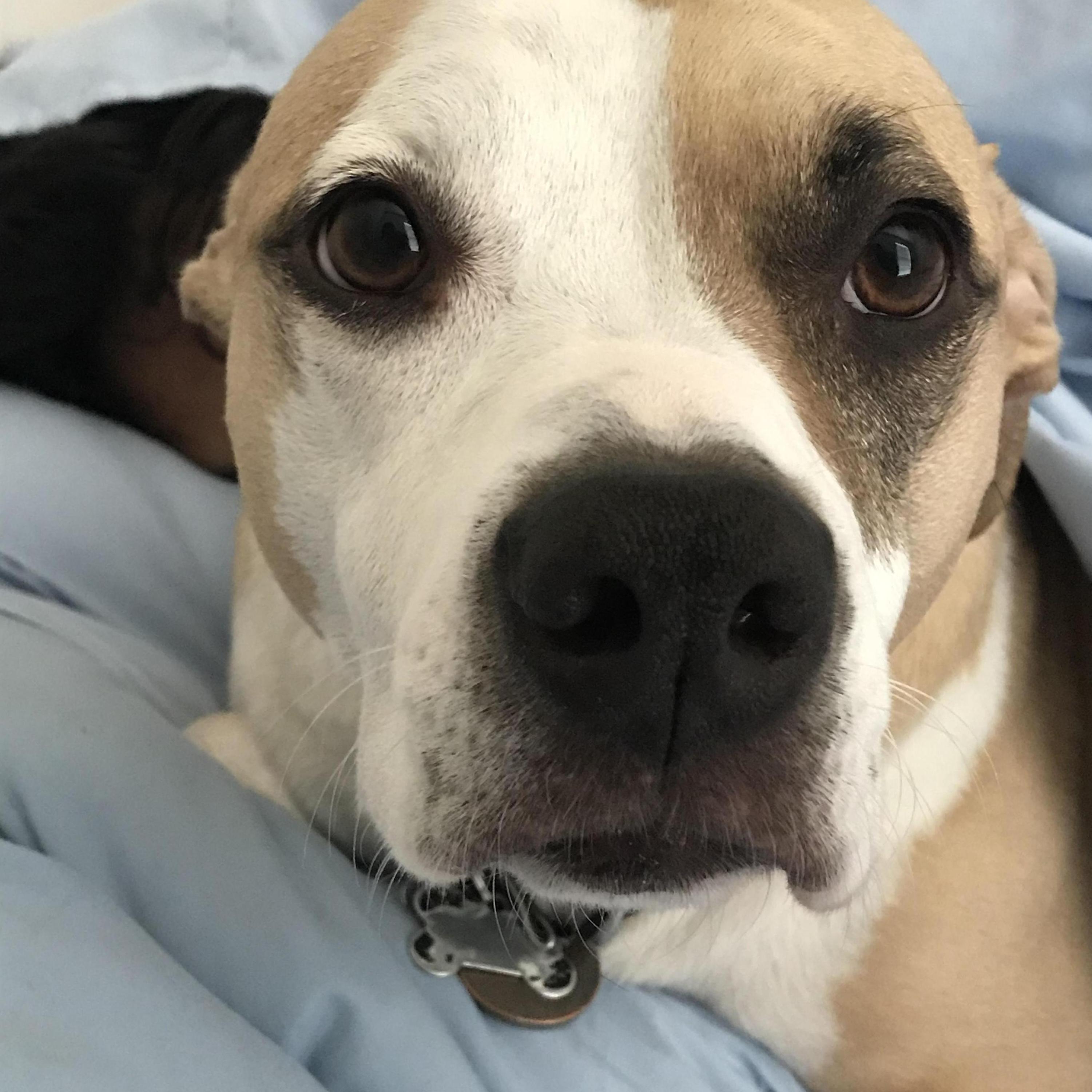 Stephen’s first love: Jolie