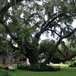 Dunlawton Sugar Mill Gardens
