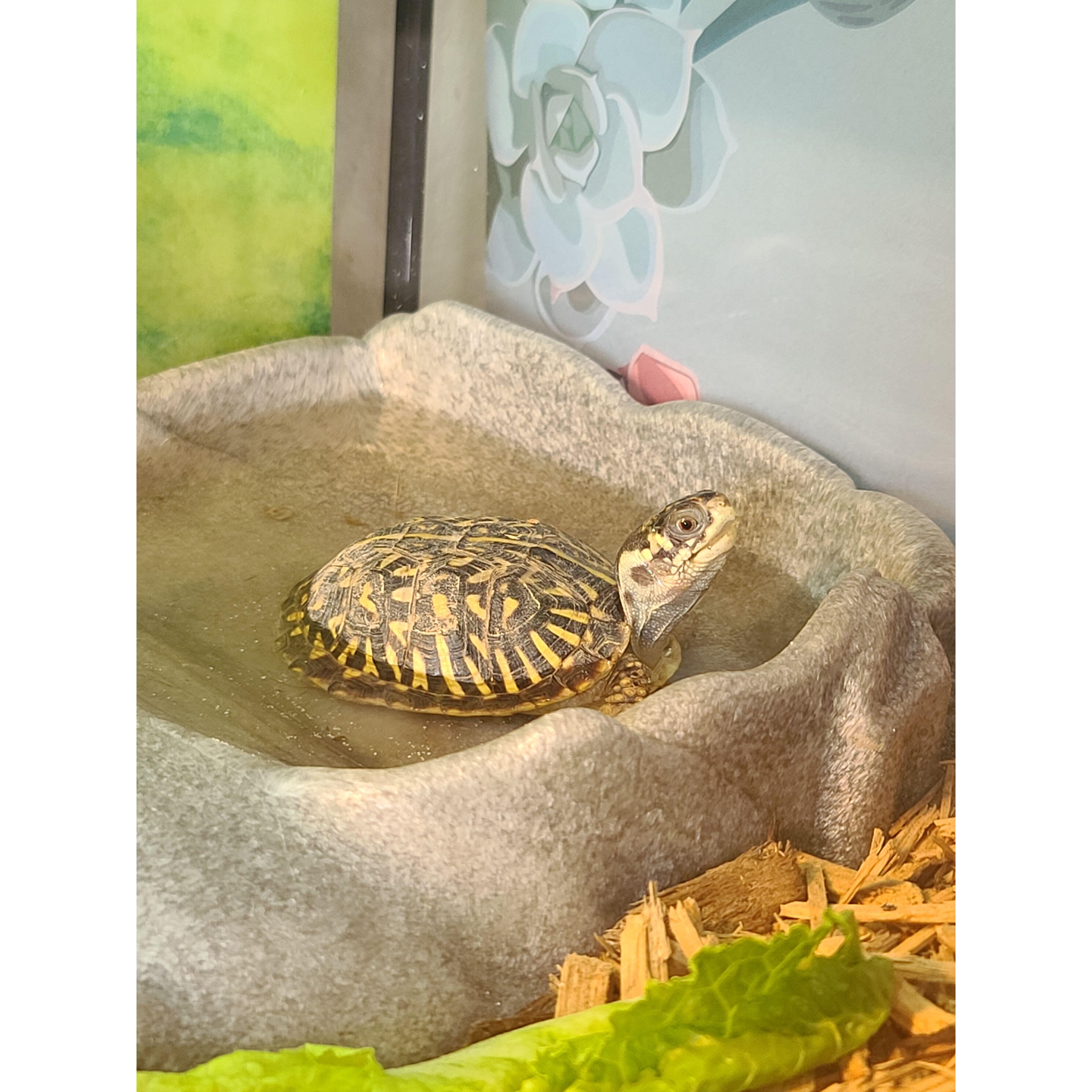 Meet Loki!