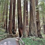 Muir Woods National Monument