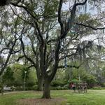 Sydney and Walda Besthoff Sculpture Garden