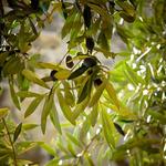 Olive Oil Tasting