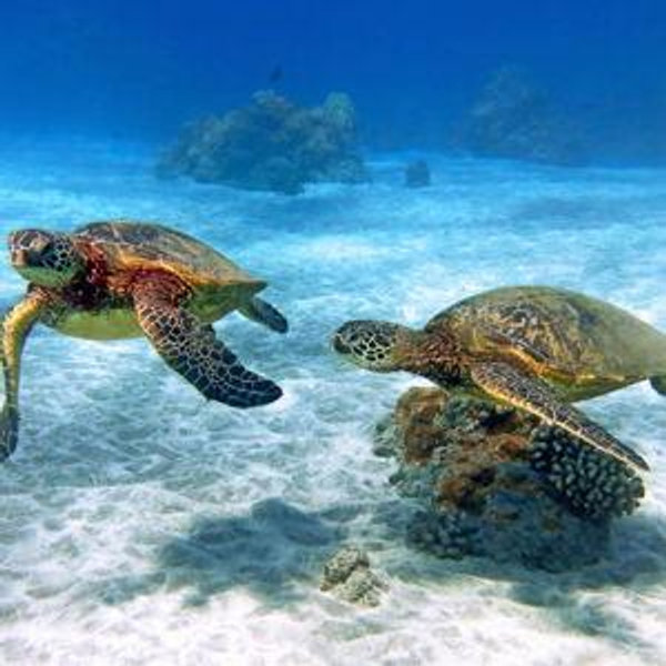 Snorkeling on our Honeymoon