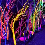 Meow Wolf