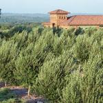 Texas Hill Country Olive Company