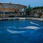 Mystic Aquarium