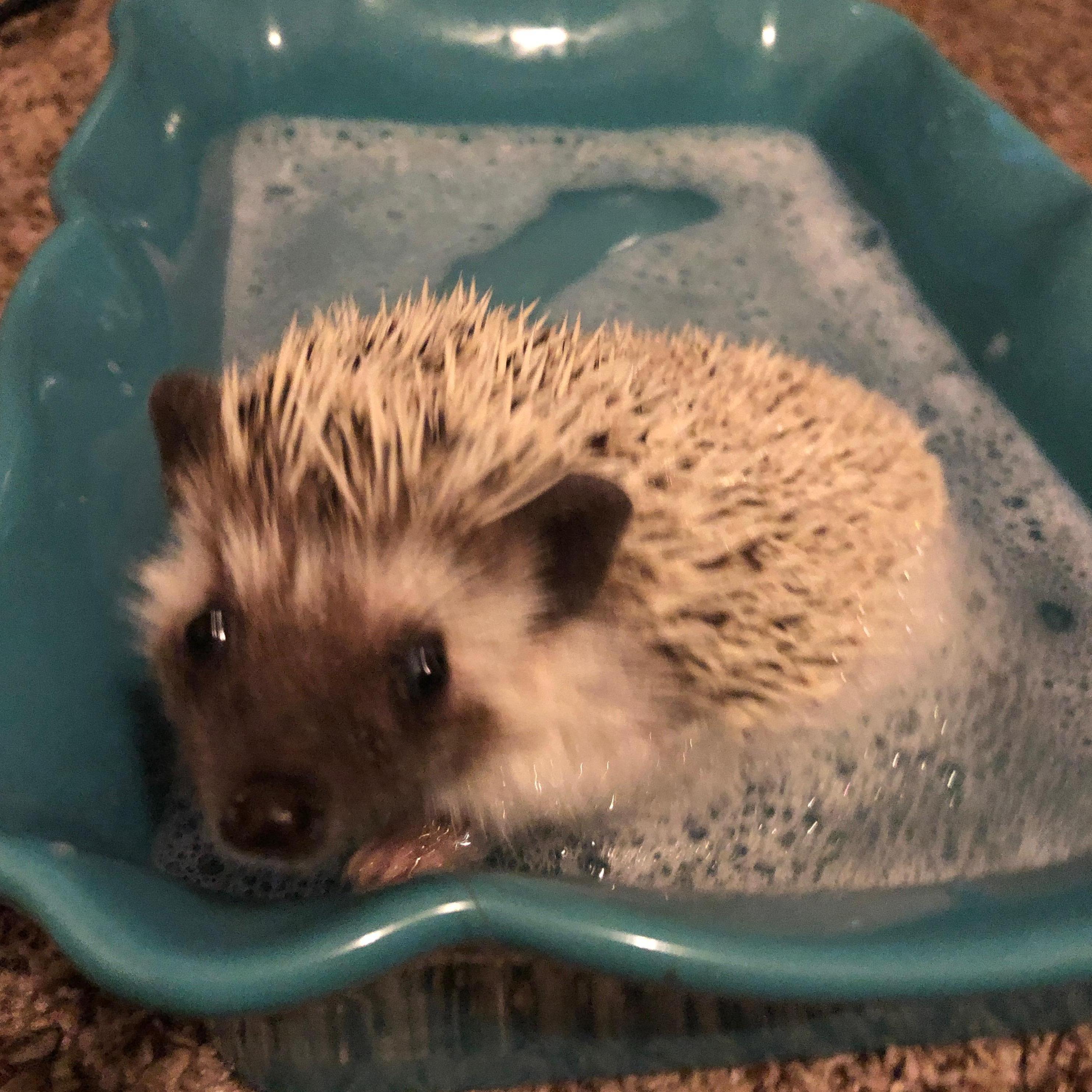 Their first pet, a hedgehog named Hibana! Molly begged Ronnie to name it Fluffy, but he just couldn't understand how a hedgehog could be fluffy.