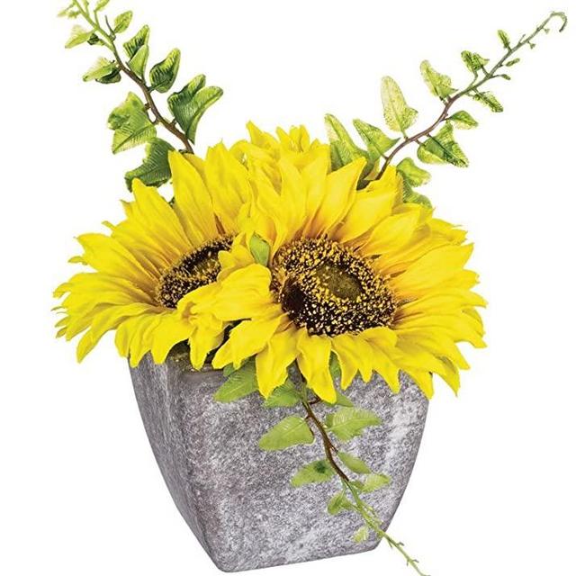 Sullivans Sunflower Potted Plant