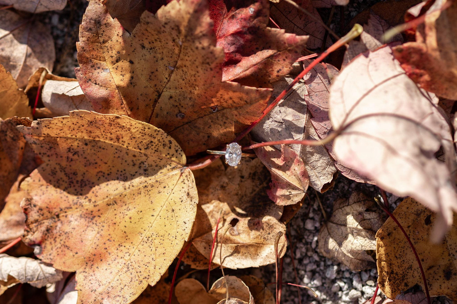 The Wedding Website of Leeanna Meyer and Martin Joyce