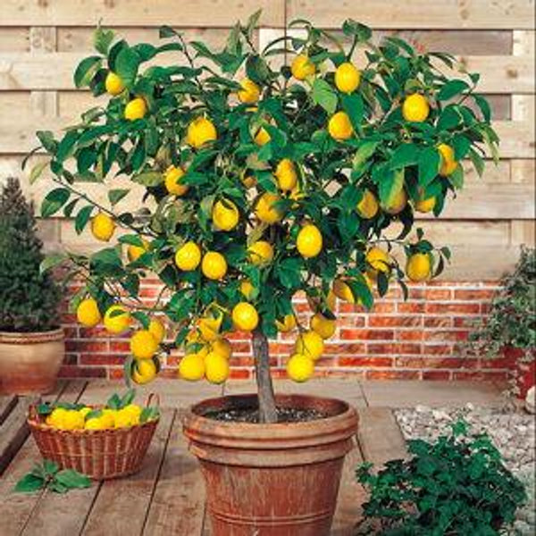 Lemon Tree Fund