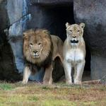 George H. Carroll Lion Habitat