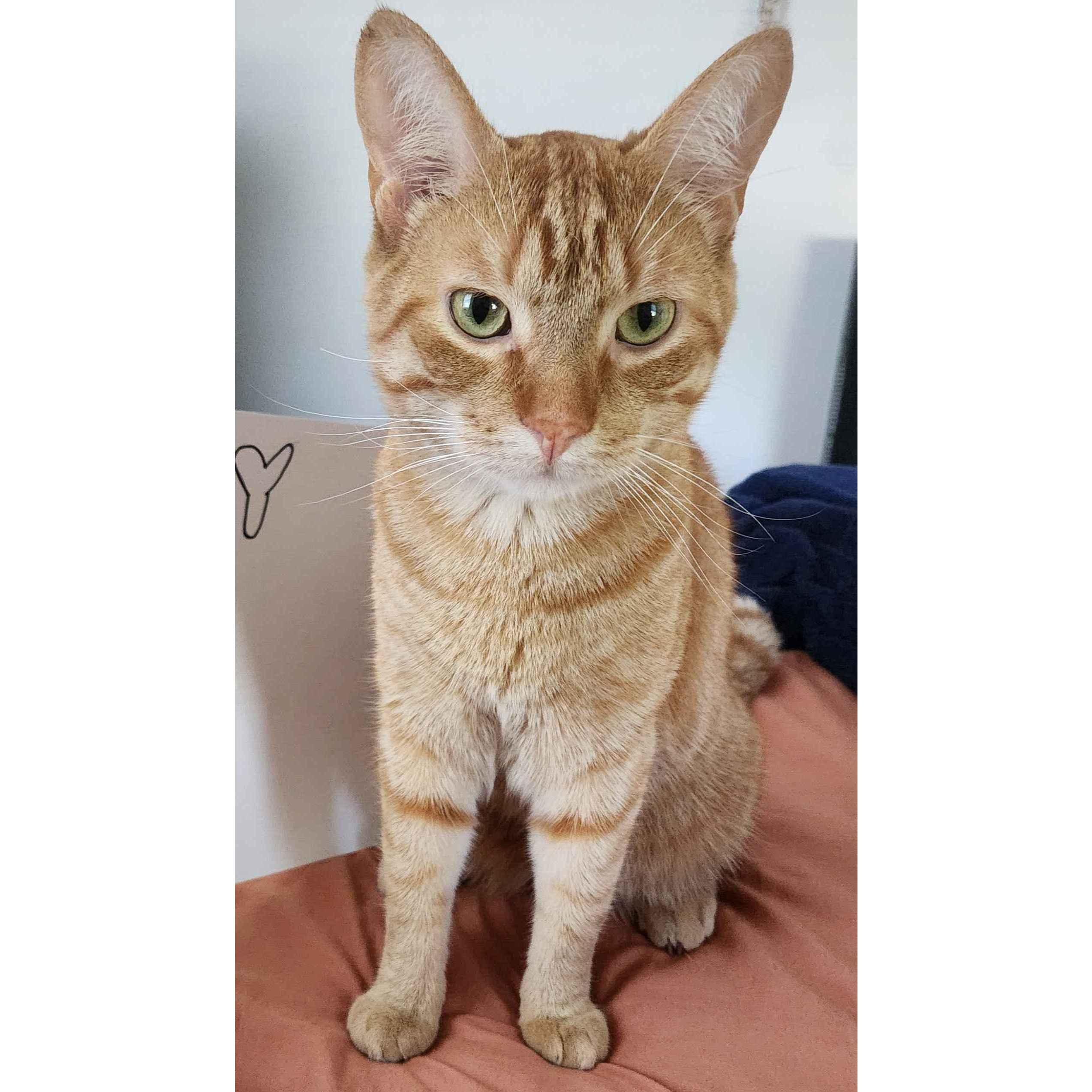 Our lil man, Gordon Ramsey. Loves cooking in the kitchen just like his namesake.