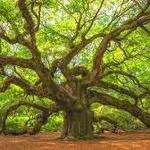 Angel Oak Tree