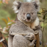 Healesville Sanctuary