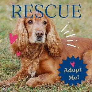 Rescue Pup Donations