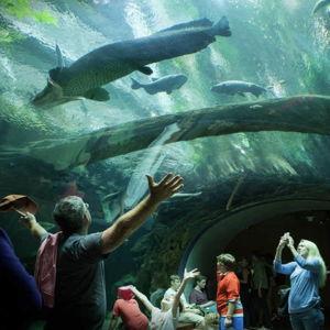 Academy of Sciences Museum Annual Membership