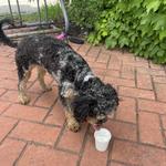 Colectivo Coffee Lakefront