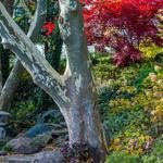 Japanese Garden