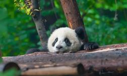 San Diego Zoo
