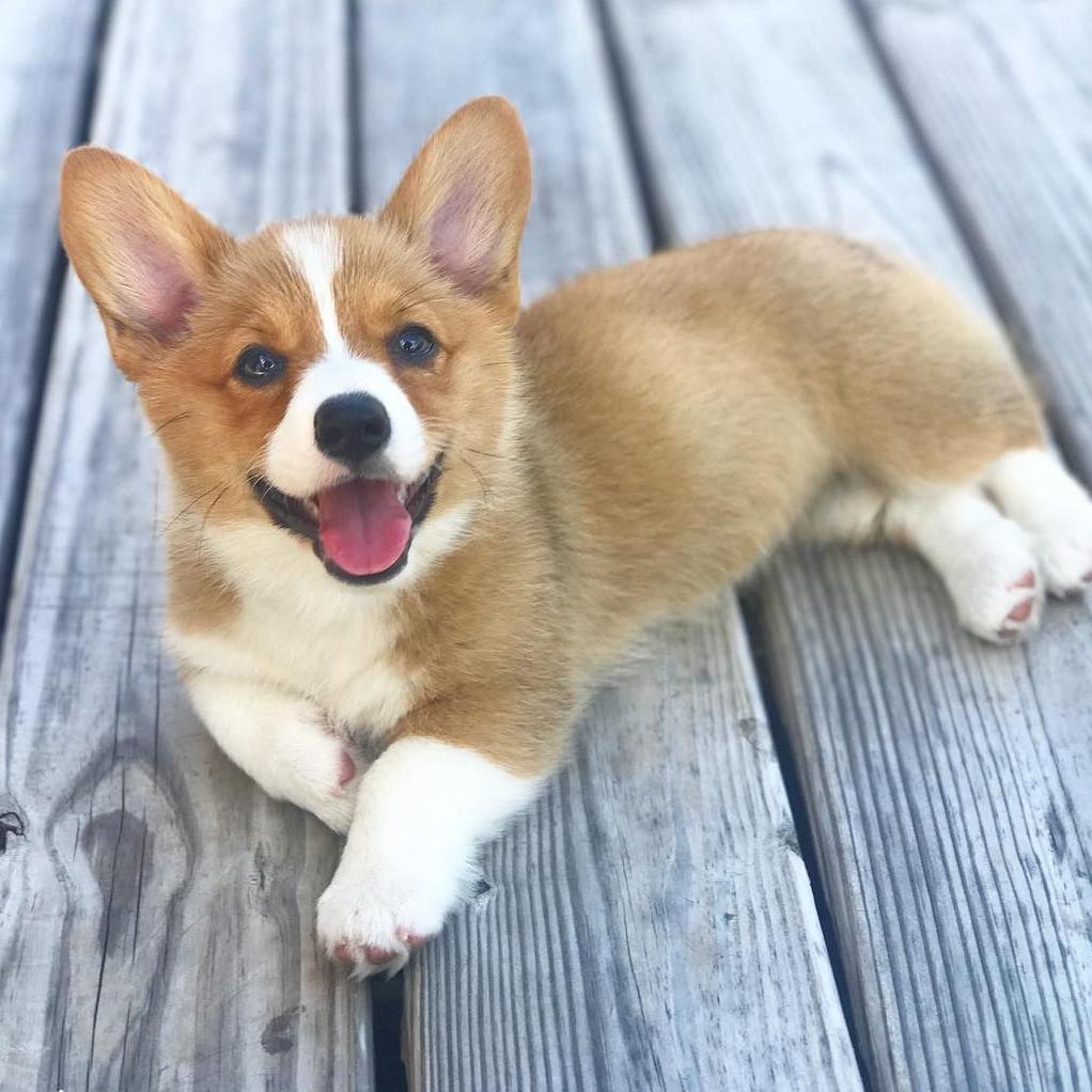 Our Dog Fund