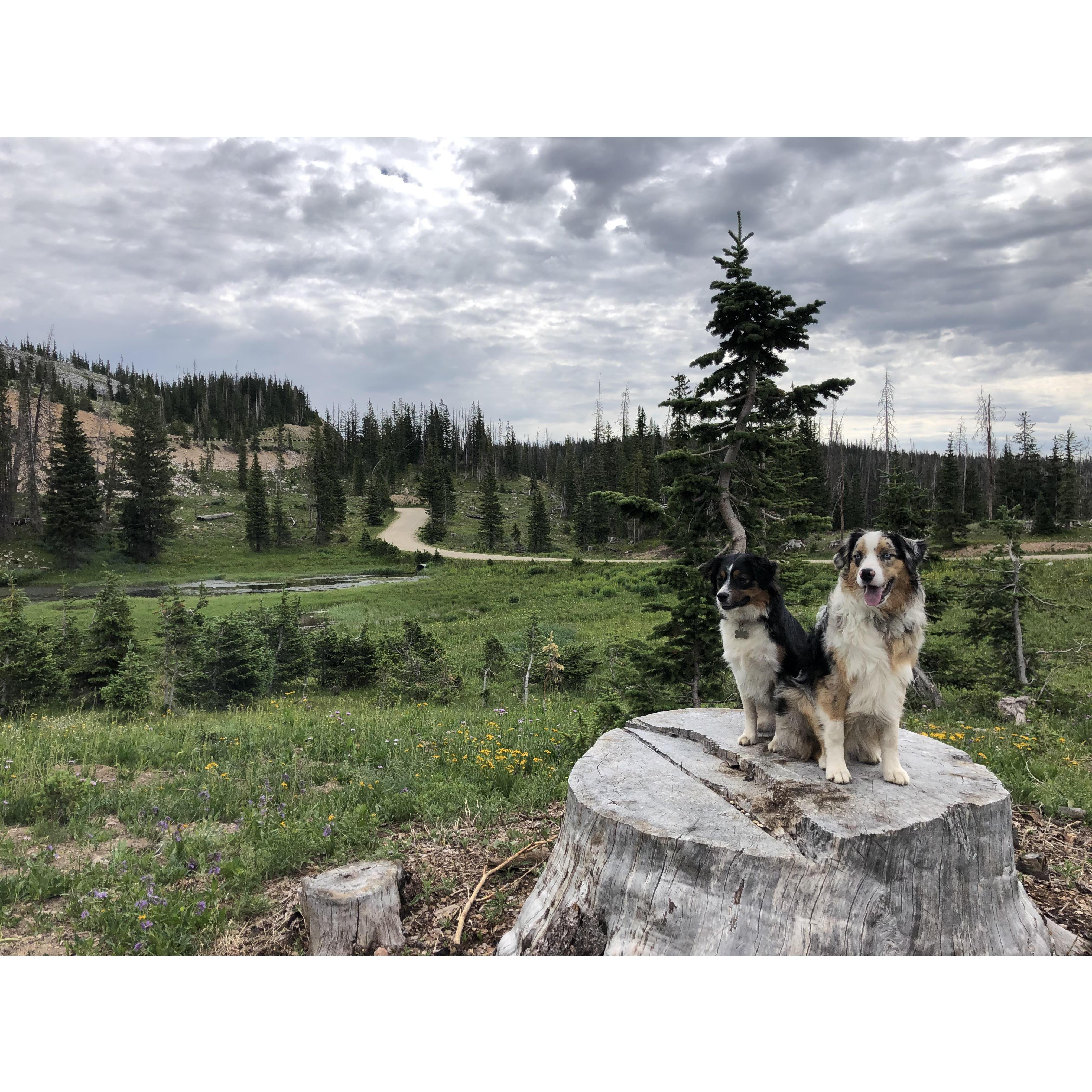 Harper and Cooper Camping in the Snowies Summer 2019
