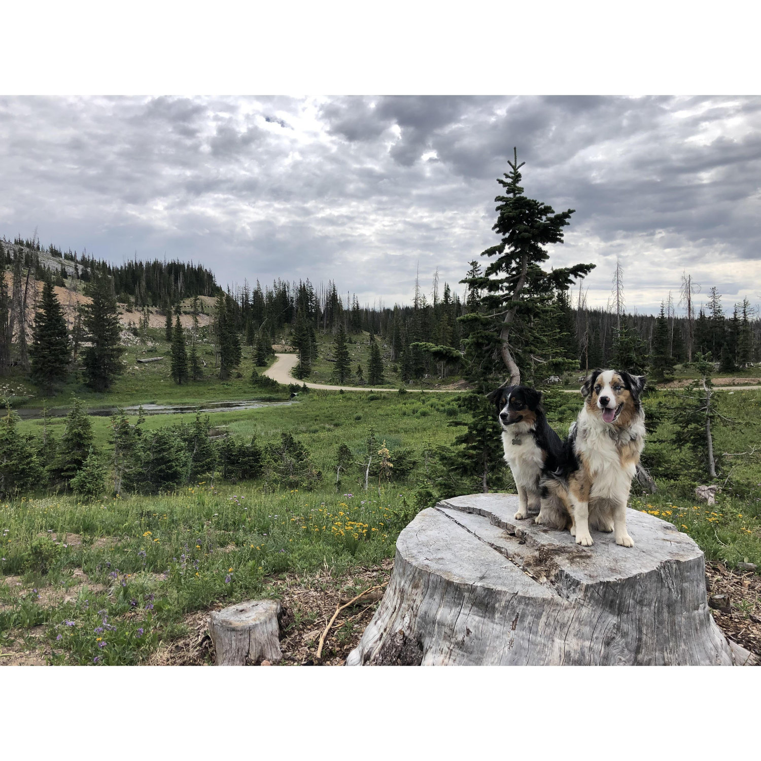 Harper and Cooper Camping in the Snowies Summer 2019