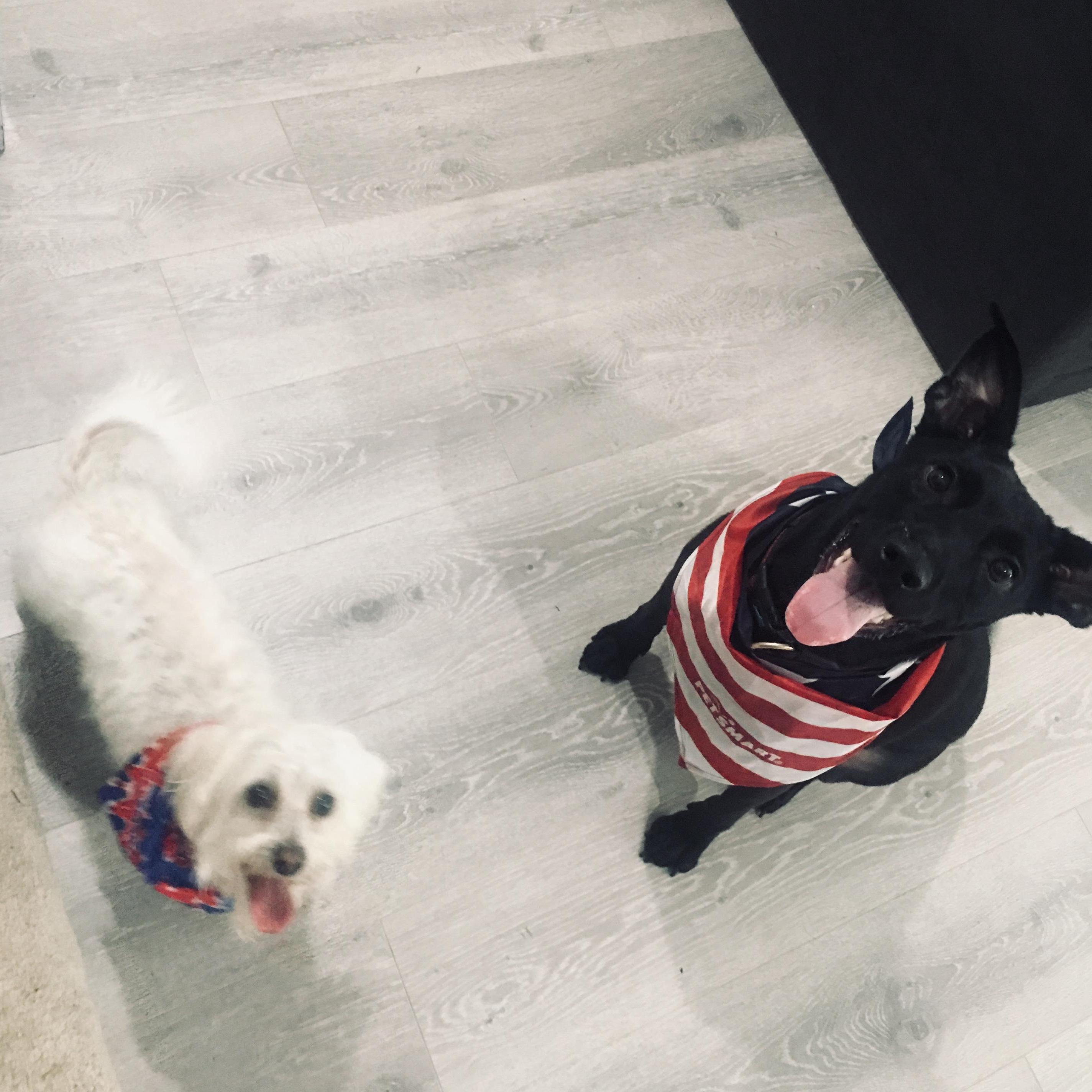 The furbabies
Mangu & Elote