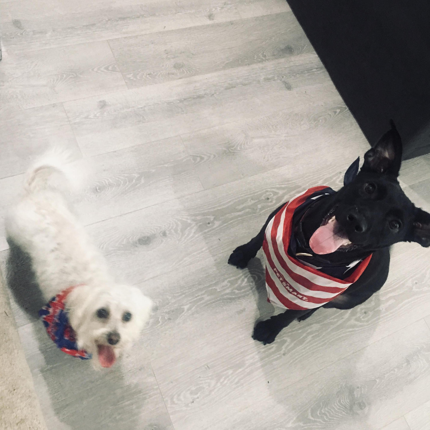 The furbabies
Mangu & Elote