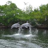 Dolphins Plus Bayside
