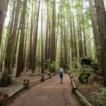 Armstrong Woods