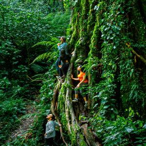 Rainforest Hiking Excursion