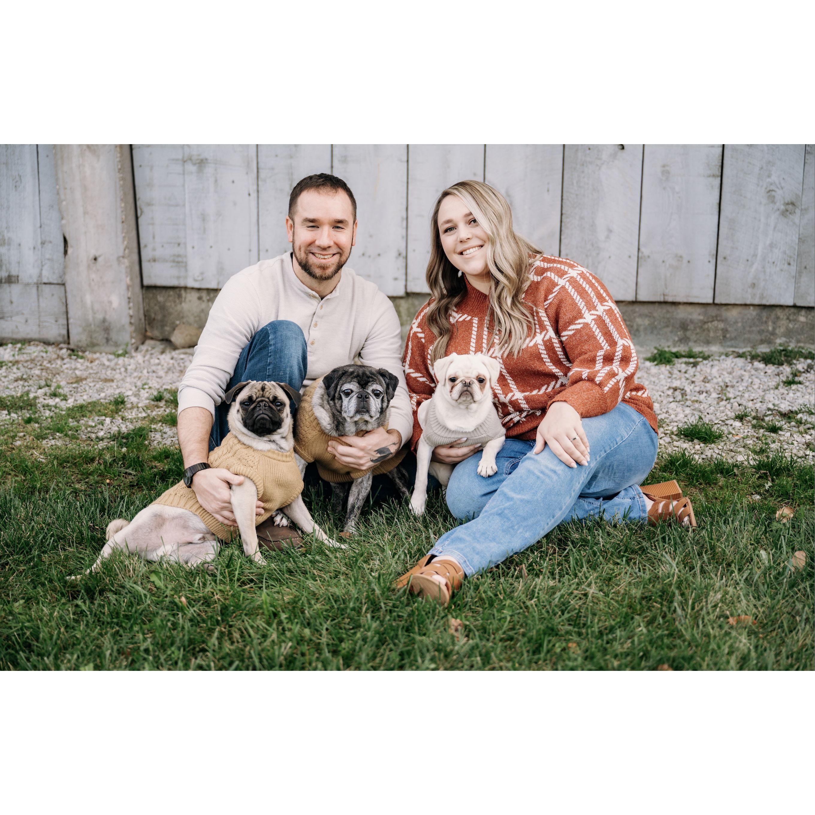 Yes, we are insane and indeed get a third pug. Welcome to the family Polly (aka chungus)