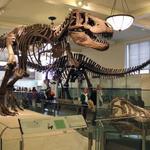 Peabody Museum of Natural History