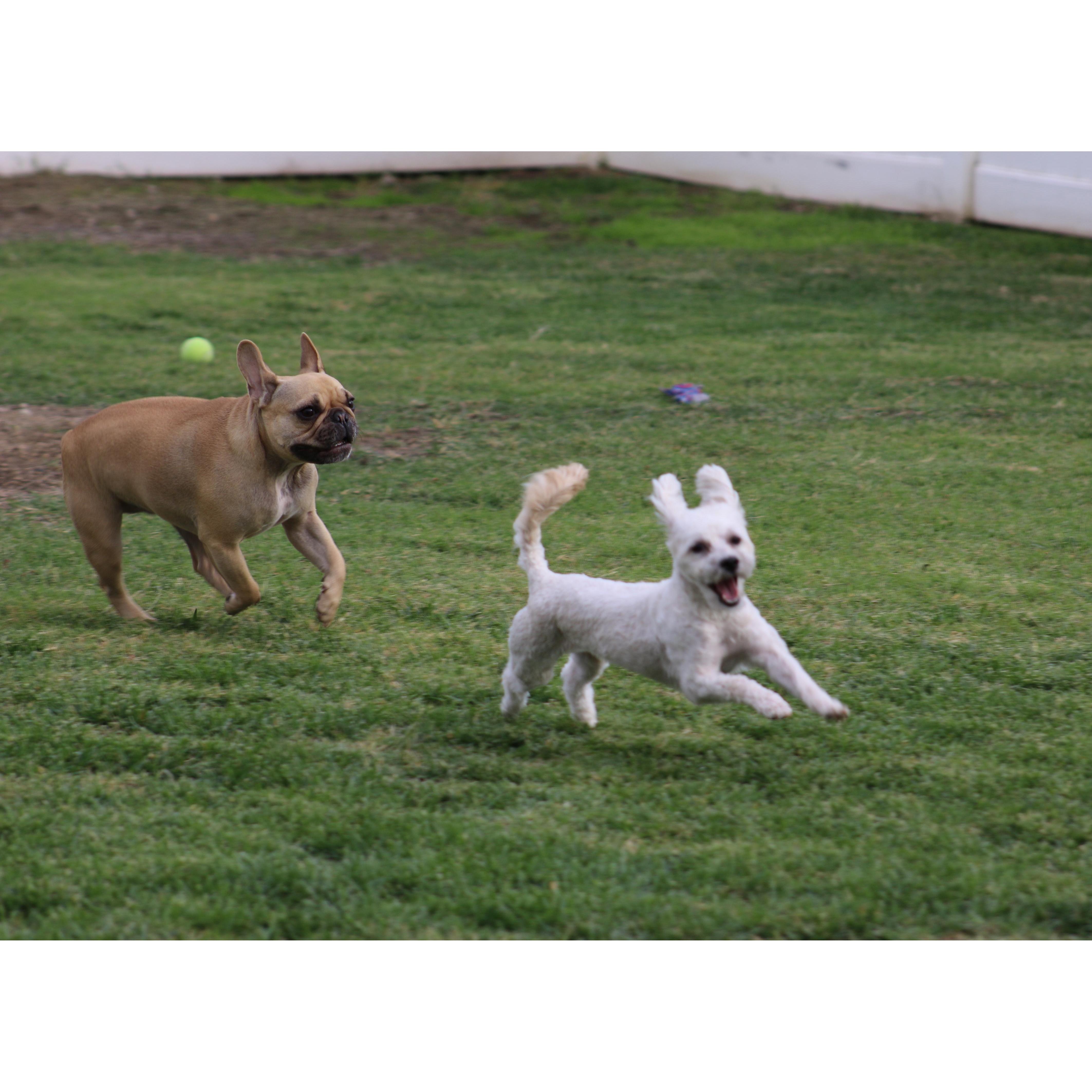 puppy love