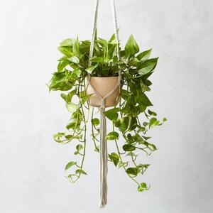 macramé plant holder