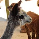 Island Alpaca Company