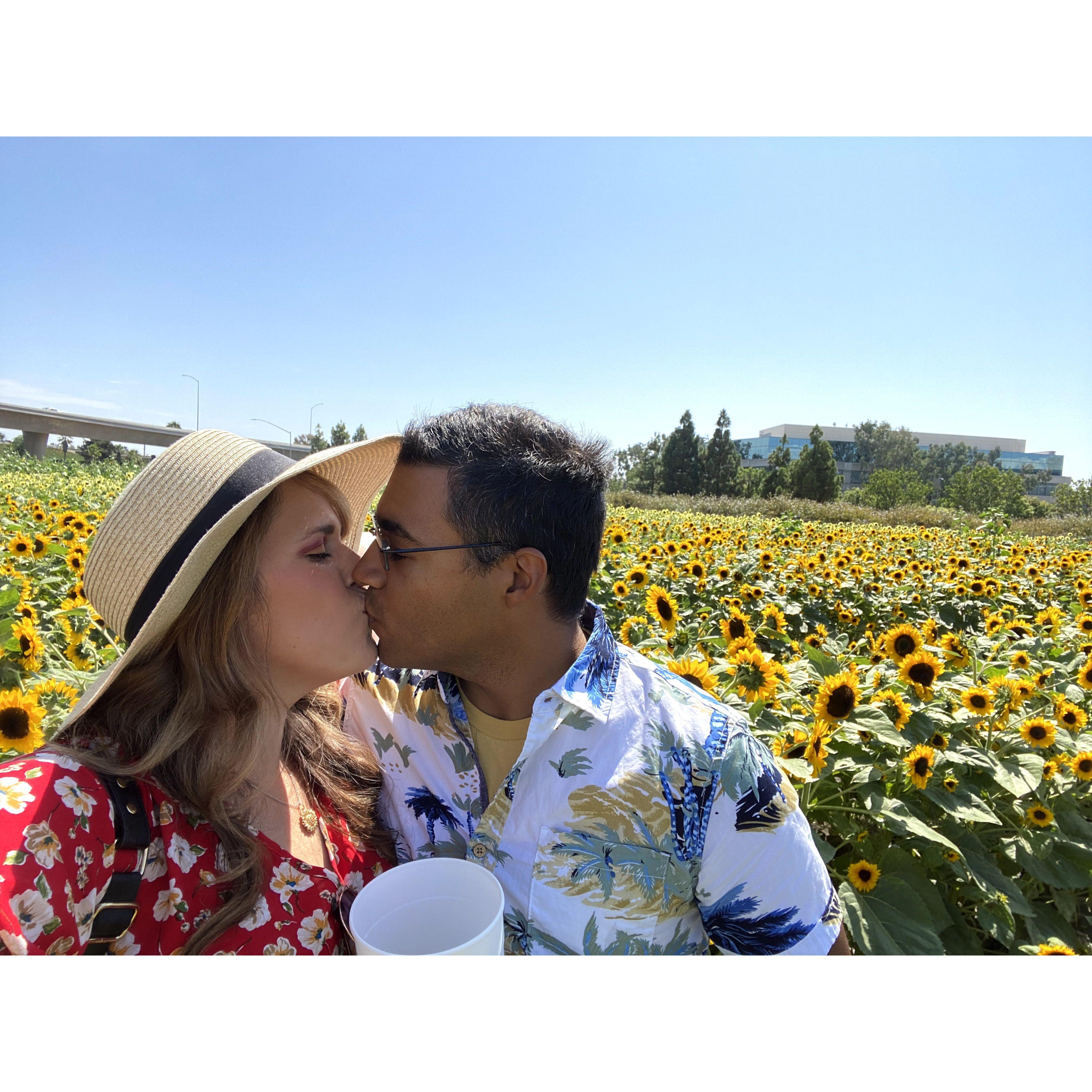 Sunflower Fields