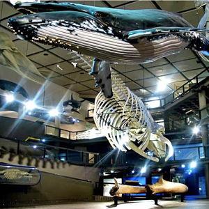 Cape Town Museum Tour on Our Honeymoon